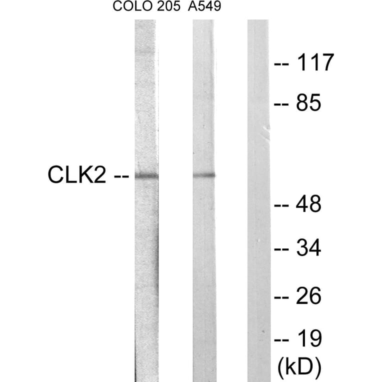 Western Blot - Anti-CLK2 Antibody (C10652) - Antibodies.com