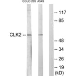 Western Blot - Anti-CLK2 Antibody (C10652) - Antibodies.com