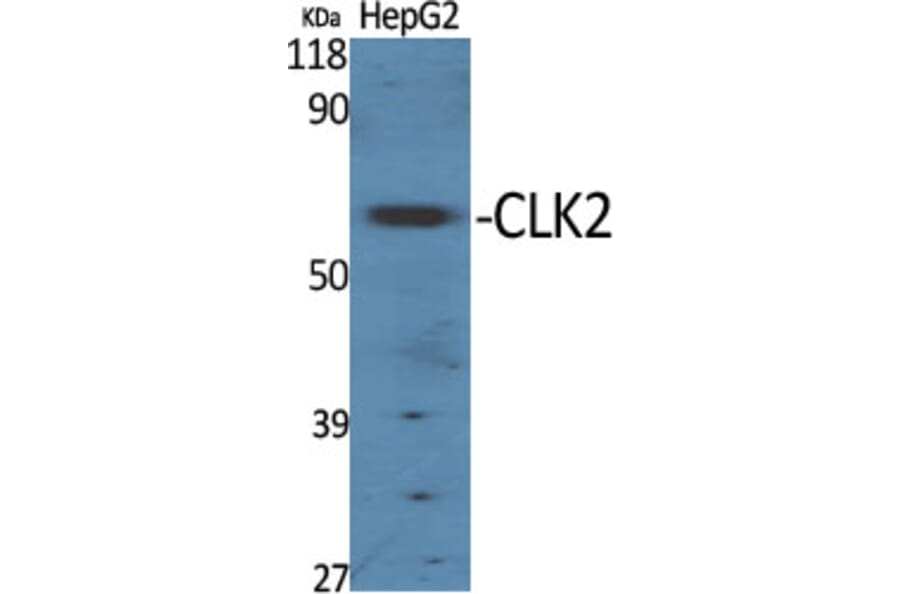 Western Blot - Anti-CLK2 Antibody (C10652) - Antibodies.com
