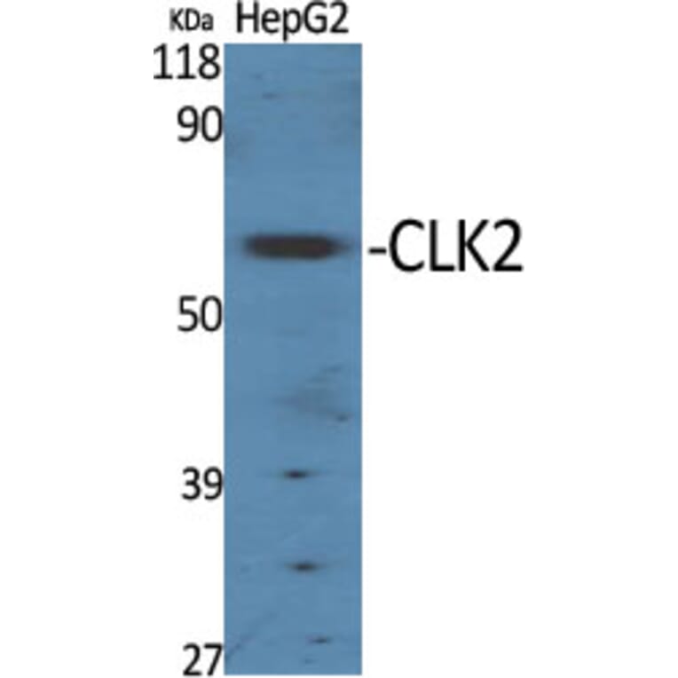 Western Blot - Anti-CLK2 Antibody (C10652) - Antibodies.com