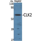 Western Blot - Anti-CLK2 Antibody (C10652) - Antibodies.com