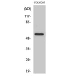 Western Blot - Anti-CLK2 Antibody (C10652) - Antibodies.com