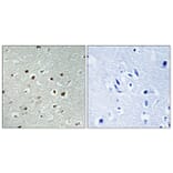 Immunohistochemistry - Anti-CLK2 Antibody (C10652) - Antibodies.com