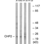 Western Blot - Anti-CHP2 Antibody (C14811) - Antibodies.com