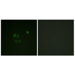 Immunofluorescence - Anti-Chk1 Antibody (B0862) - Antibodies.com
