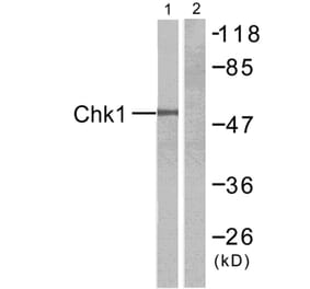 Western Blot - Anti-Chk1 Antibody (B7042) - Antibodies.com