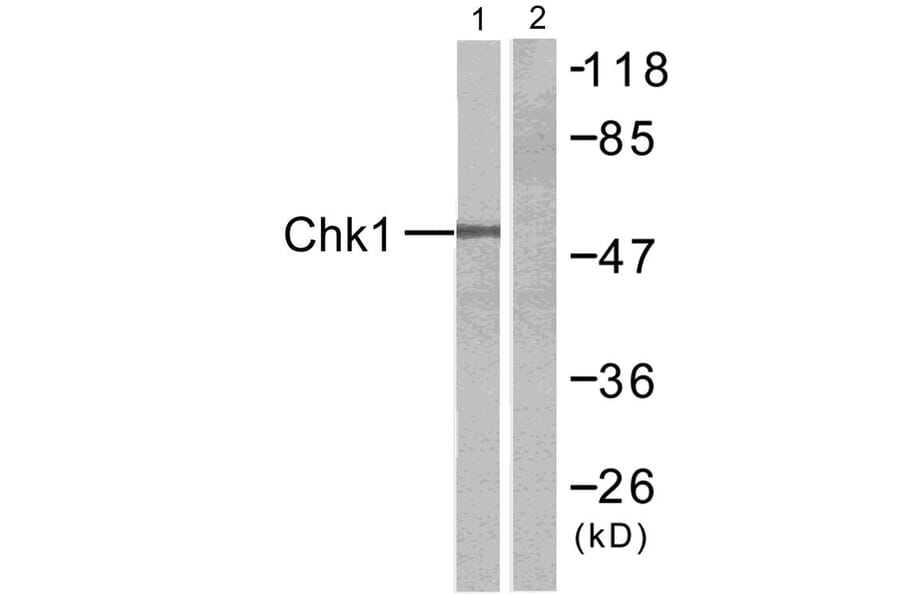 Western Blot - Anti-Chk1 Antibody (B7042) - Antibodies.com