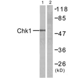 Western Blot - Anti-Chk1 Antibody (B7042) - Antibodies.com