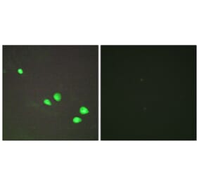 Immunofluorescence - Anti-CHD4 Antibody (C11048) - Antibodies.com