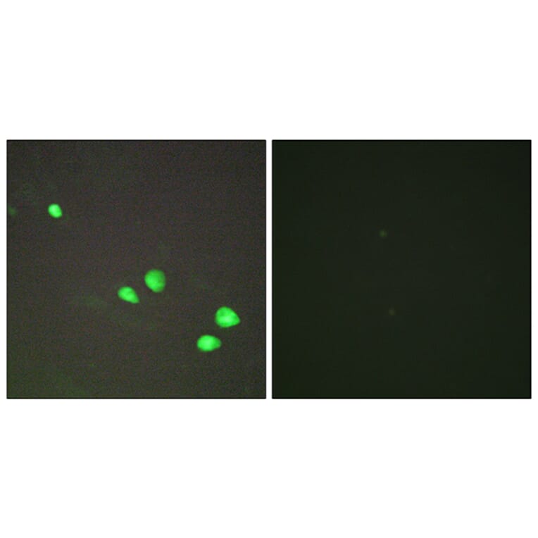 Immunofluorescence - Anti-CHD4 Antibody (C11048) - Antibodies.com