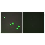 Immunofluorescence - Anti-CHD4 Antibody (C11048) - Antibodies.com