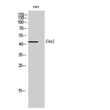 Western Blot - Anti-CDX2 Antibody (B8313) - Antibodies.com