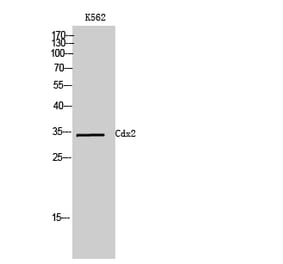 Western Blot - Anti-CDX2 Antibody (C20676) - Antibodies.com