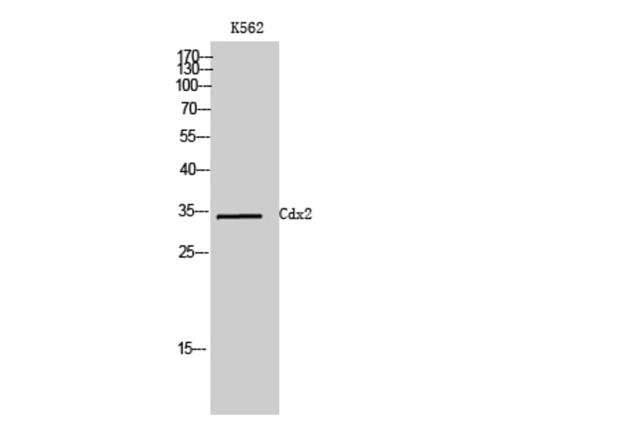 Western Blot - Anti-CDX2 Antibody (C20676) - Antibodies.com