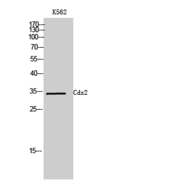 Western Blot - Anti-CDX2 Antibody (C20676) - Antibodies.com