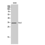 Western Blot - Anti-CDX2 Antibody (C20676) - Antibodies.com