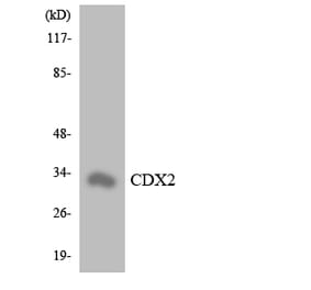 Western Blot - Anti-CDX2 Antibody (R12-2609) - Antibodies.com