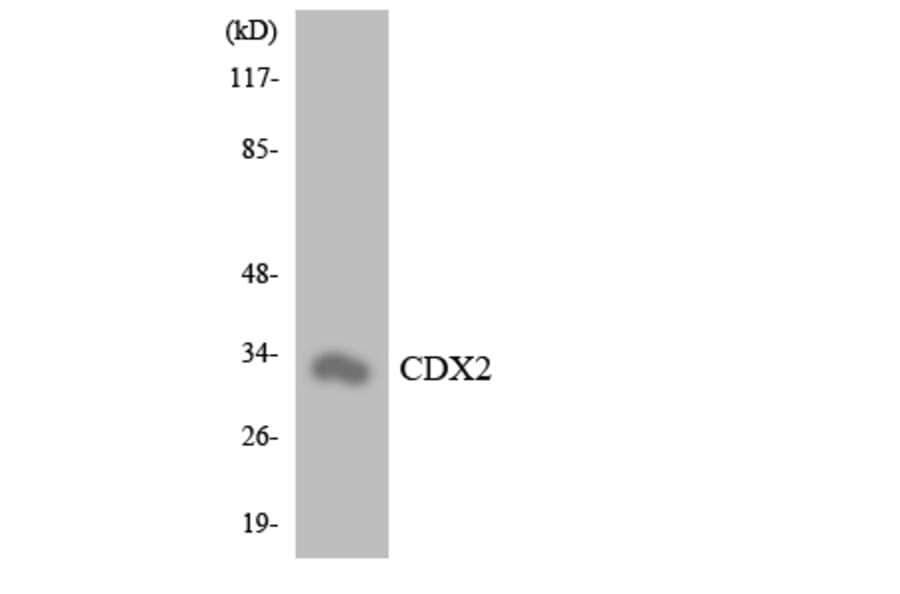 Western Blot - Anti-CDX2 Antibody (R12-2609) - Antibodies.com
