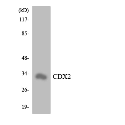 Western Blot - Anti-CDX2 Antibody (R12-2609) - Antibodies.com