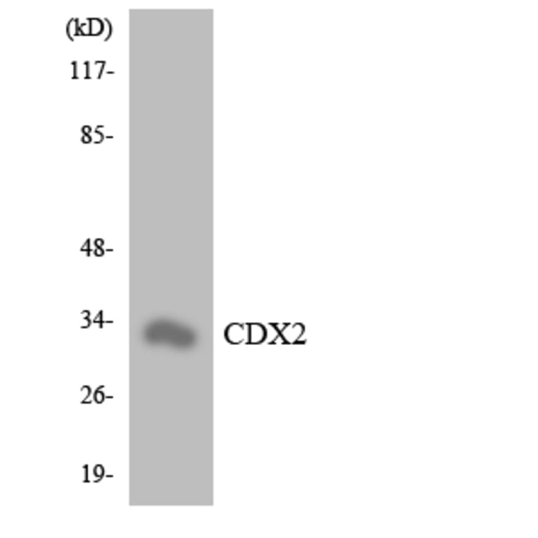 Western Blot - Anti-CDX2 Antibody (R12-2609) - Antibodies.com