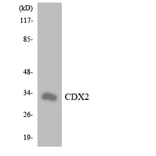 Western Blot - Anti-CDX2 Antibody (R12-2609) - Antibodies.com