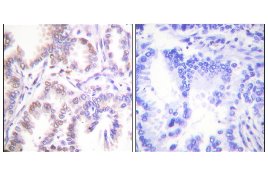 Immunohistochemistry - Anti-CDK7 Antibody (C0353) - Antibodies.com