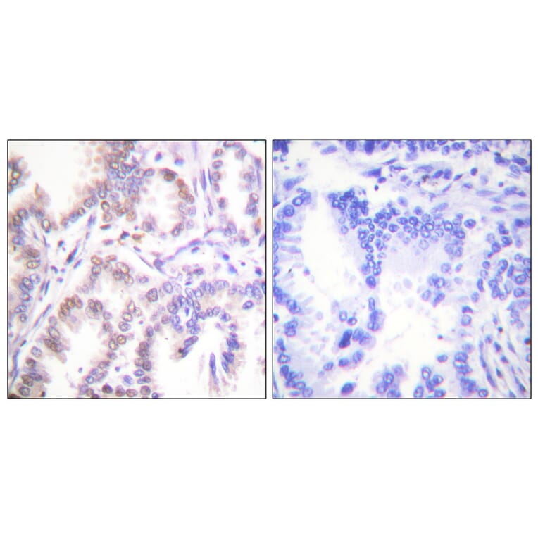 Immunohistochemistry - Anti-CDK7 Antibody (C0353) - Antibodies.com