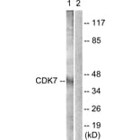 Western Blot - Anti-CDK7 Antibody (B0857) - Antibodies.com