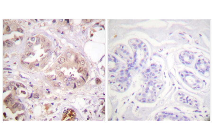 Immunohistochemistry - Anti-CDK7 Antibody (B0857) - Antibodies.com