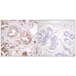 Immunohistochemistry - Anti-CDK7 Antibody (B0857) - Antibodies.com