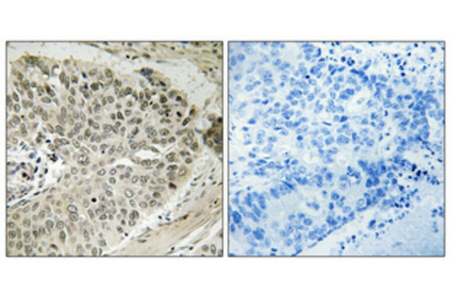 Immunohistochemistry - Anti-CDK7 Antibody (B0857) - Antibodies.com