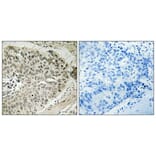 Immunohistochemistry - Anti-CDK7 Antibody (B0857) - Antibodies.com
