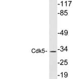 Western Blot - Anti-Cdk5 Antibody (R12-2088) - Antibodies.com