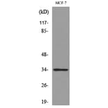 Western Blot - Anti-CDK4 Antibody (C30140) - Antibodies.com