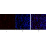 Immunofluorescence - Anti-CDK4 Antibody (C30140) - Antibodies.com