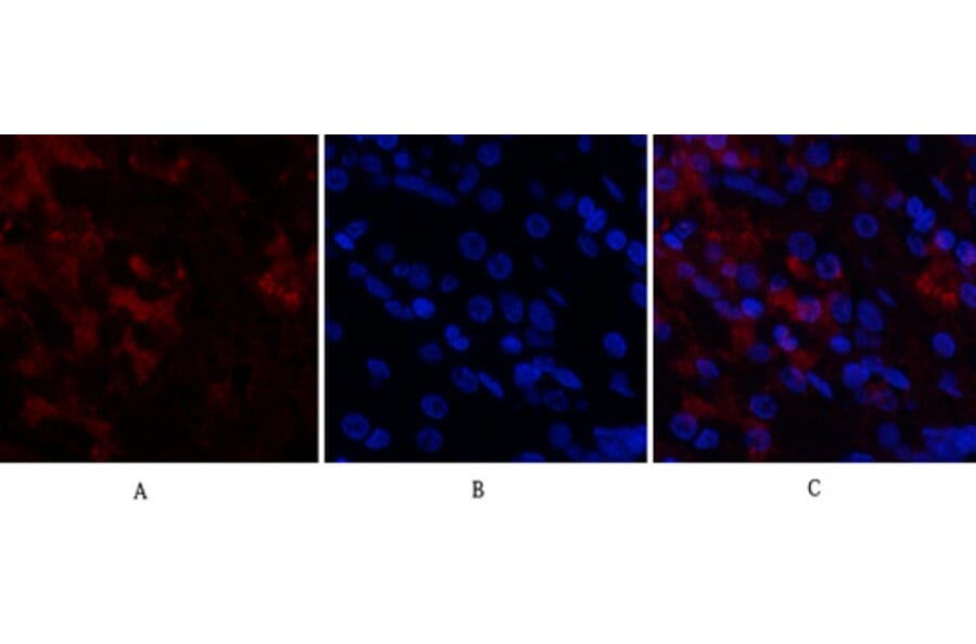 Immunofluorescence - Anti-CDK4 Antibody (C30140) - Antibodies.com