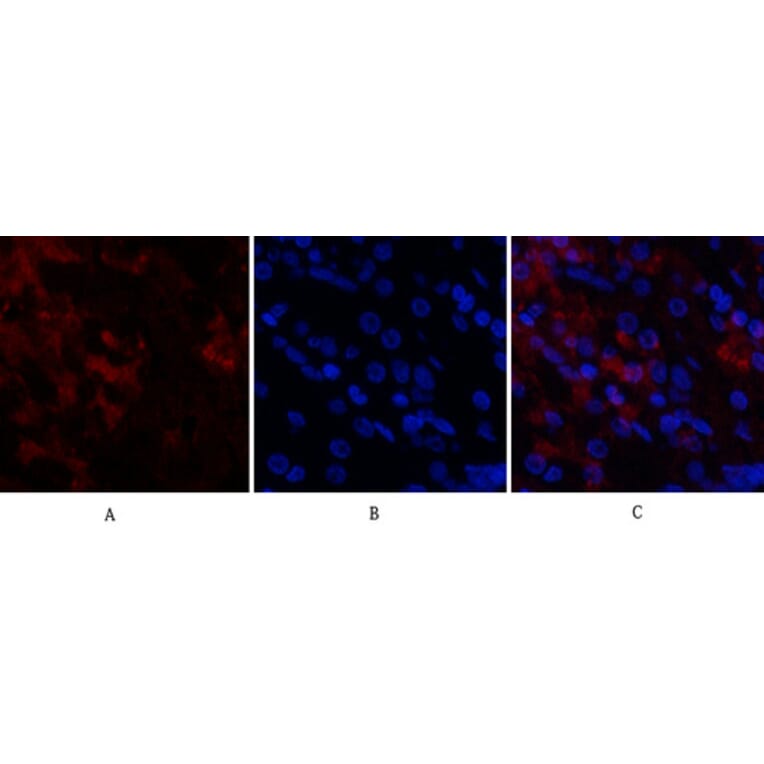 Immunofluorescence - Anti-CDK4 Antibody (C30140) - Antibodies.com