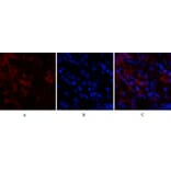 Immunofluorescence - Anti-CDK4 Antibody (C30140) - Antibodies.com