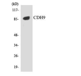Western Blot - Anti-CDH9 Antibody (R12-2603) - Antibodies.com