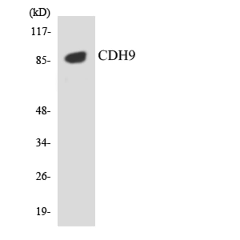 Western Blot - Anti-CDH9 Antibody (R12-2603) - Antibodies.com