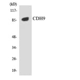 Western Blot - Anti-CDH9 Antibody (R12-2603) - Antibodies.com