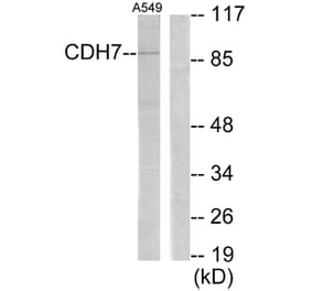 Western Blot - Anti-CDH7 Antibody (C12105) - Antibodies.com