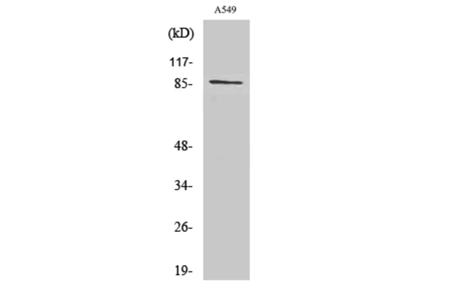 Western Blot - Anti-CDH7 Antibody (C12105) - Antibodies.com