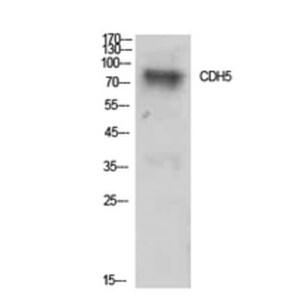 Western Blot - Anti-CDH5 Antibody (C30437) - Antibodies.com