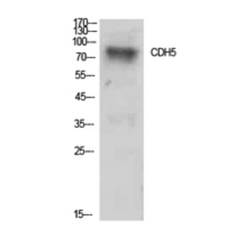 Western Blot - Anti-CDH5 Antibody (C30437) - Antibodies.com