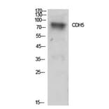 Western Blot - Anti-CDH5 Antibody (C30437) - Antibodies.com