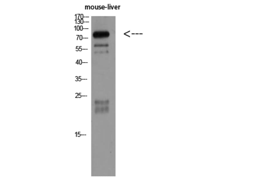 Western Blot - Anti-CDH5 Antibody (C30437) - Antibodies.com