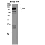 Western Blot - Anti-CDH5 Antibody (C30437) - Antibodies.com