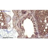 Immunohistochemistry - Anti-CDH5 Antibody (C30437) - Antibodies.com