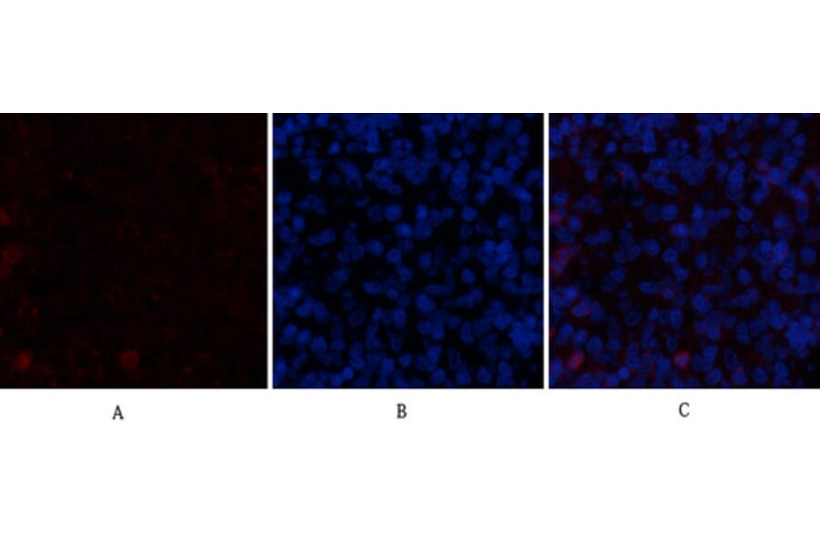 Immunofluorescence - Anti-CDH5 Antibody (C30437) - Antibodies.com
